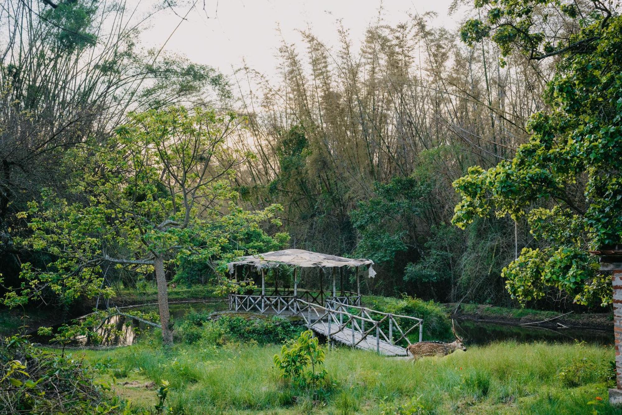 Jungle Hut Hotel Masinagudi Ngoại thất bức ảnh